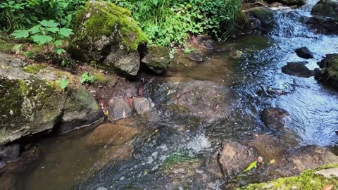 Slow Motion of Mountain Stream With Boulders and Vegetation Today Stock Footage 343538320