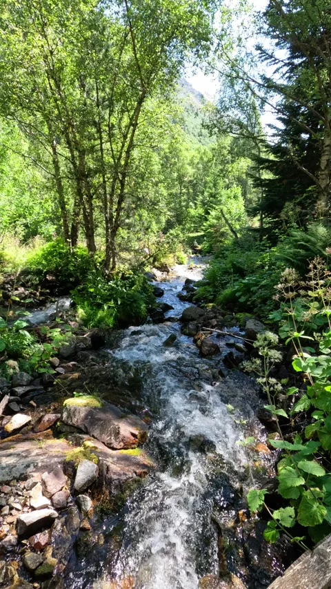 Slow motion mountain stream flowing through lush green forest Stock-Footage 315661635