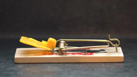 Slow motion Mouse Trap Side Angle Video stock 148160259