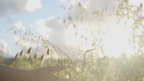 Slow motion move on a hand passing through crops in rural countryside Stock Footage 107279121