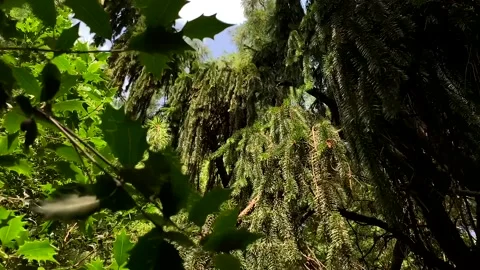 Slow motion move revealing large beautiful trees and plants 스톡 동영상 160072705