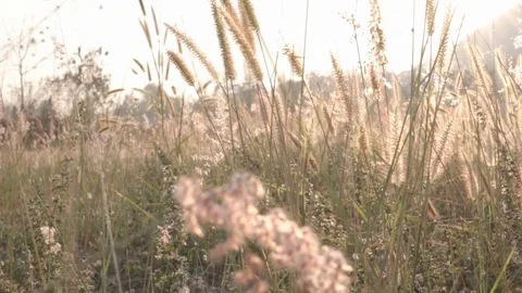 Slow motion movement on a field Stock Footage 105500800