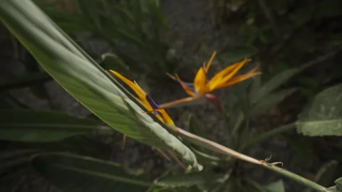 Slow motion movement form a close up of a bird of paradise flower to a wide Stock Footage 257949322