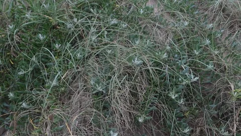 Slow motion of movement of grasses, close up of natural vegetation at sand dune Vidéo 125967662