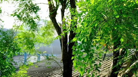 Slow motion movement of small green leaves when the wind is coming. Stock Footage 111498195