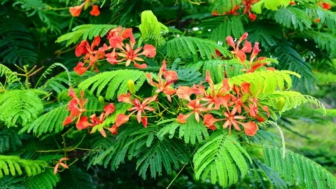 Slow motion movement of small green leaves when the wind is coming Stock Footage 111498196