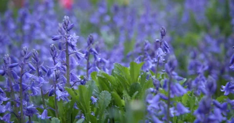 Slow motion movement through bluebells in spring Stock Footage 220923615