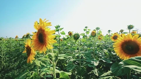 Slow motion movement through sunflower field Stock Footage 77352525