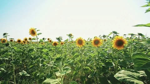 Slow motion movement through sunflower field Stock Footage 77352572