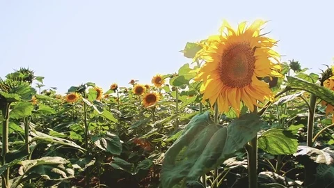 Slow motion movement through sunflower field Stock Footage 77352615