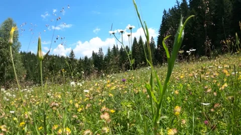 Slow Motion Movement Trough Alpine Mountain Meadow Full Of Flowers Stock Footage 157231431