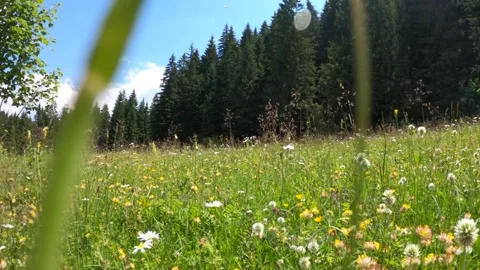 Slow Motion Movement Trough Alpine Mountain Meadow Full Of Flowers Stock Footage 157231455