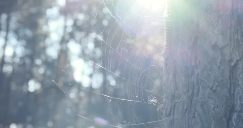 Slow motion moving across trees, 4k Stock Footage 142795090