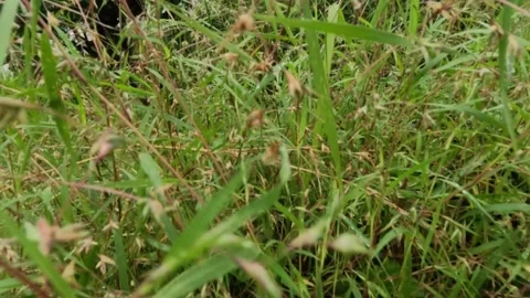 Slow motion moving camera above the grass in the field Stock Footage 320953045