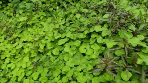 Slow motion moving camera over vibrant green grass Stock Footage 320953039