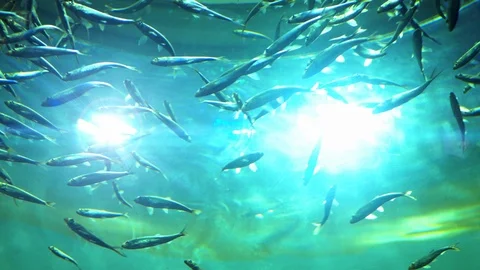 Slow Motion Moving Fish Underwater Sea Light Blue Ocean Clear Water Background Video stock 86039791