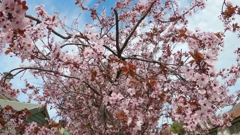 Slow motion moving pink cherry blossom Stock Footage 138288009