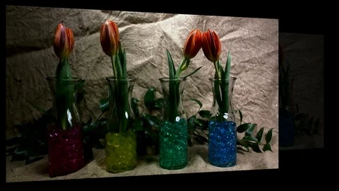 Slow motion moving of red  tulip lily plant close-up 1920X1080 HD footage Stock Footage 81277534