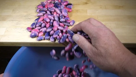 Slow motion - Moving shelled / podded / shucked runner beans from table to bowl. Video stock 119627828