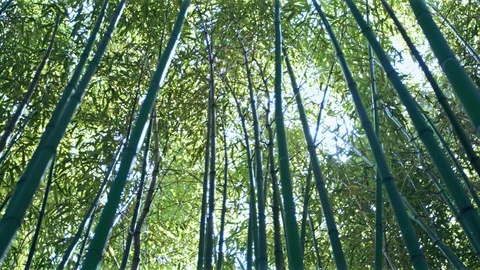 Slow motion moving shot in bamboo forest Stock Footage 89651982