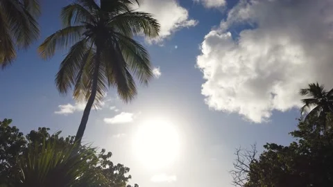 Slow motion moving shot of ocean sunset as palm shrub drifts by camera Stock Footage 146085950
