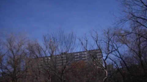 Slow Motion Moving Shot Through Trees Stock Footage 91236530