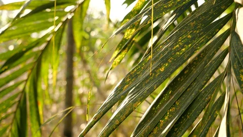 Slow motion moving shot under palm trees Shot in 4K Slow motion Vídeo Stock 127806617