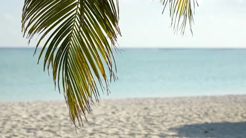 Slow motion moving shot under palm trees with beautiful beach view in Maldives Stock Footage 169648428