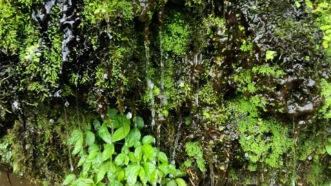 Slow motion moving shot of water droplets on mossy cliffs falling into a cle Stock Footage 320985659