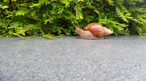 Slow motion, moving snail, snail's head turns to camera 스톡 동영상 50521945
