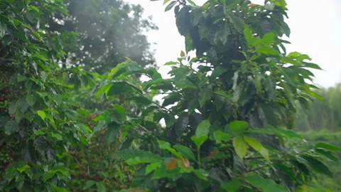 Slow Motion Moving Through Coffee Plantation Video stock 316722403