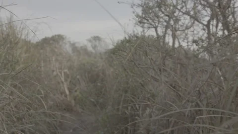 Slow Motion Moving Through Grass - Log Stock Footage 85450917