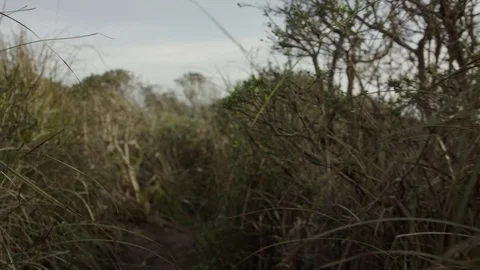 Slow Motion Moving Through Grass 스톡 동영상 85451190