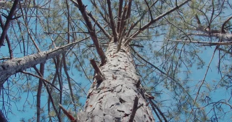 Slow motion. Moving up the trunk of a huge pine tree towards the blue sky. Love 스톡 동영상 171721532