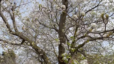 Slow motion moving white cherry blossom tree Stock Footage 138287999