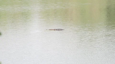 Slow Motion Mugger Crocodile Floating, Ranthambore Lake Wildlife, Indian 스톡 동영상 330015124