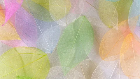 Slow Motion of Multicolor, Transparent Leaves of the Skeleton with a Beautiful Stock-Footage 154615060