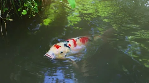 Slow motion of multicolored koi fish breathing in a green temple pond in Saga Vídeos de archivo 337150505