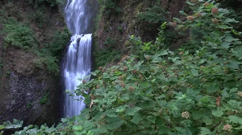 Slow Motion, Multnomah Falls, Oregon from a distance with green trees Stock Footage 52675751