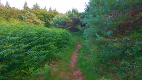 Slow motion narrow foot path through fern bushes in green forest Stock Footage 340442169