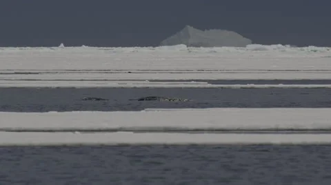 Slow motion - narwhals bubble and spray between ice floes Stock Footage 64314291