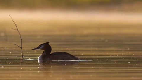 Slow Motion Natural Behavior of Great Crested Grebe (Podiceps cristatus)  Stock-Footage 334151913