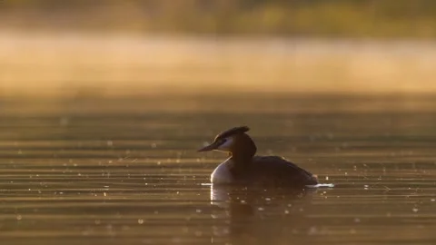 Slow Motion Natural Behavior of Great Crested Grebe (Podiceps cristatus) 스톡 동영상 334152053