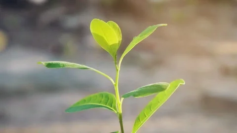 Slow motion of nature blown by wind Stock Footage 125651965