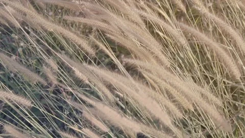 Slow motion of nature blown by wind Stock Footage 125652017