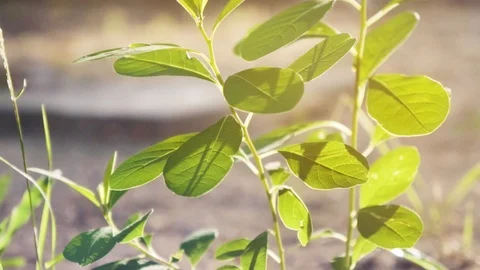 Slow motion of nature blown by wind Stock Footage 125652047