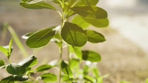 Slow motion of nature blown by wind Stock Footage 125652082