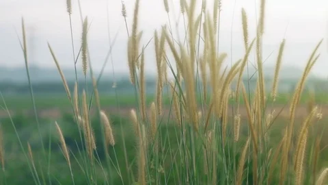 Slow motion of nature blown by wind Stock Footage 125652153