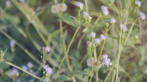 Slow motion of nature blown by wind Stock Footage 125652211