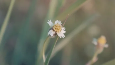 Slow motion of nature blown by wind Stock Footage 125652351